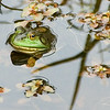 FullMoonPhotoNH > Frog